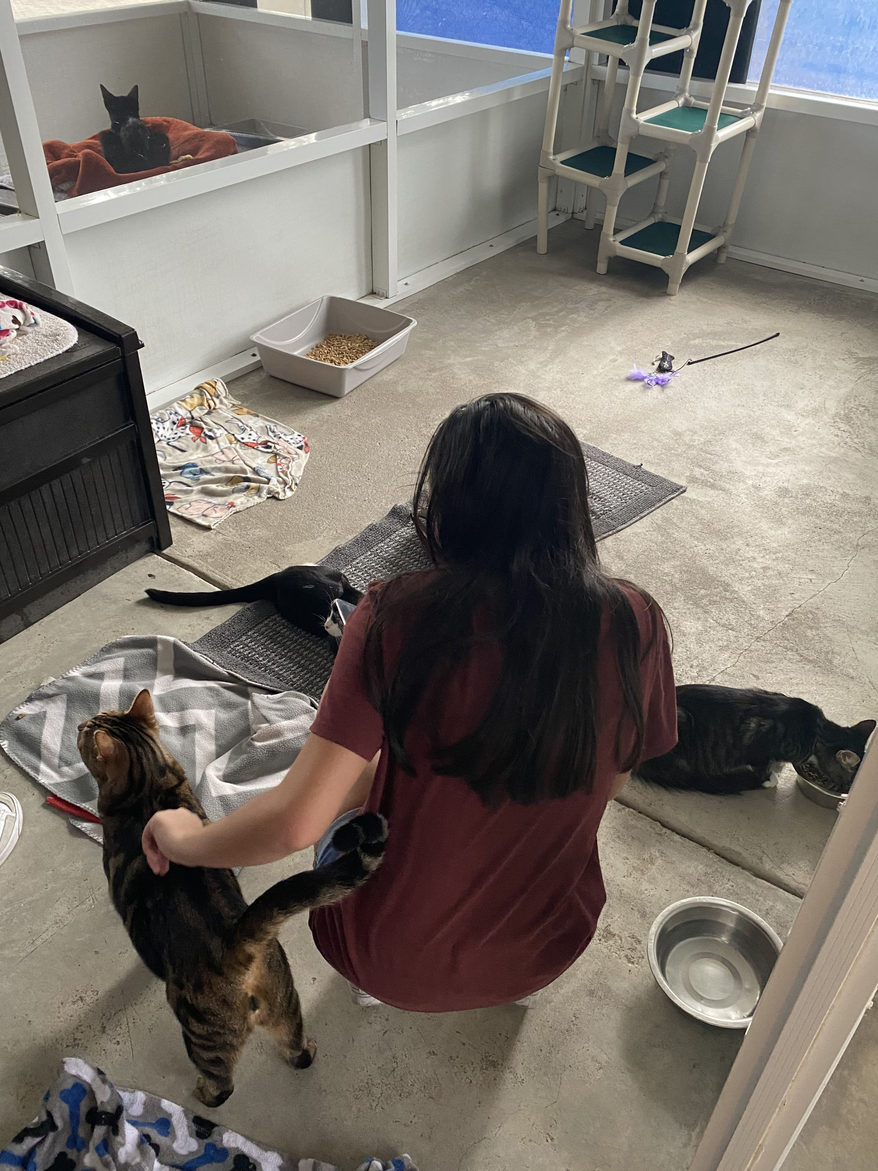 Child bonding with cats at HSMC.