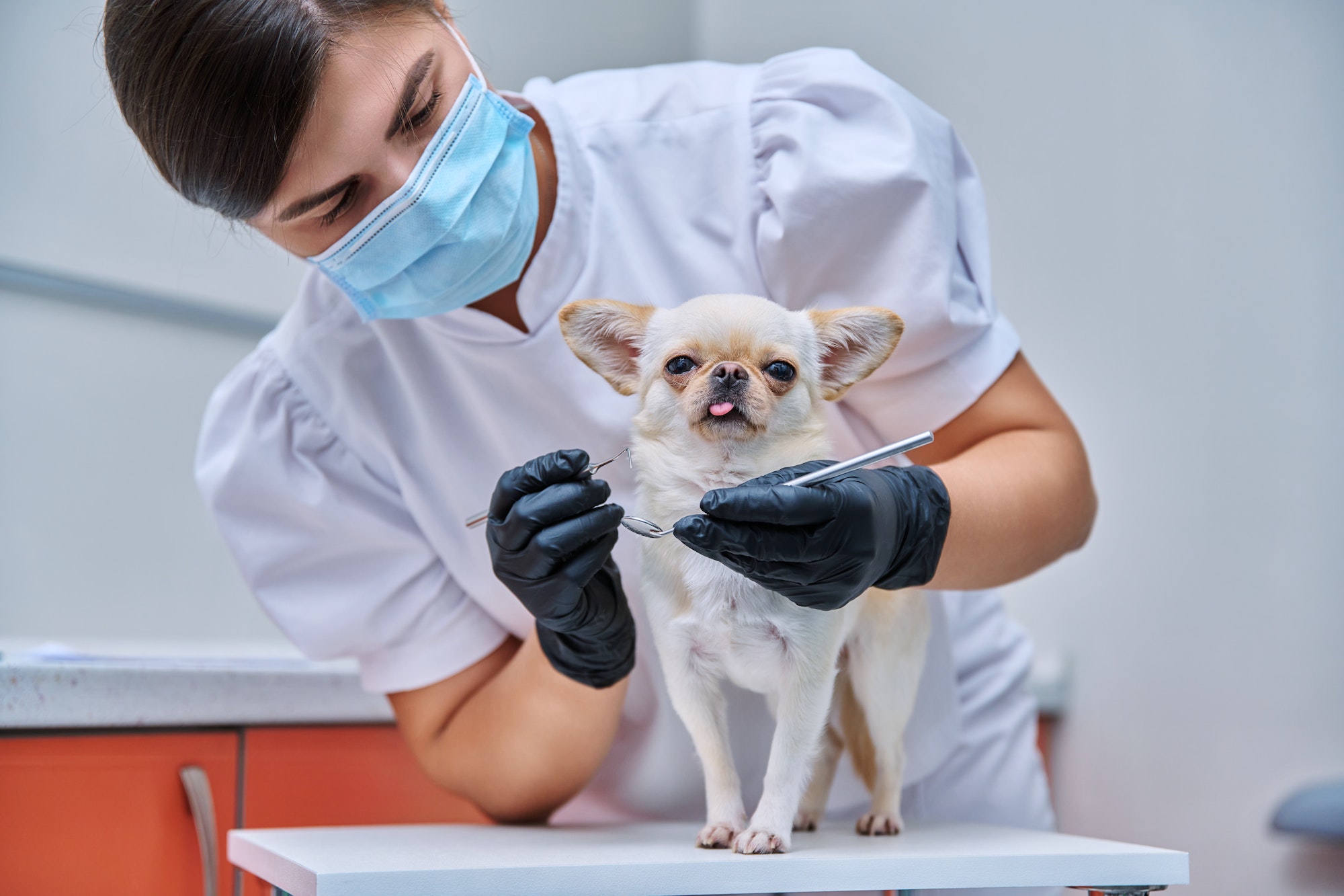 Small chihuahua dog being examined by a dentist doctor in a veterinary clinic. Pets, medicine, care