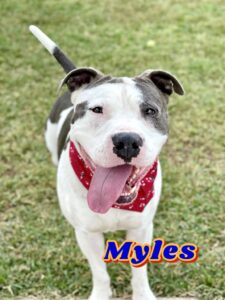 Myles - 1,541 days